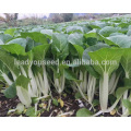 СС08 Yinong отличный устойчивый к болезням гибрид китайской капусты семена